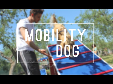 " Mobility Dog " - Parco Cinofilo Namira