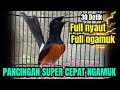 MURAI BATU GACOR PAGI SIANG MALAM AMPUH BUAT PANCINGAN MURAI BATU AGAR CE PAT BUNYI
