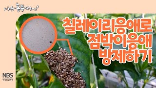 [나는농부다 233회] 미생물 친환경 병충해 방제! 점박이응애의 해충 칠레이리응애로 점박이응애 퇴치 하기