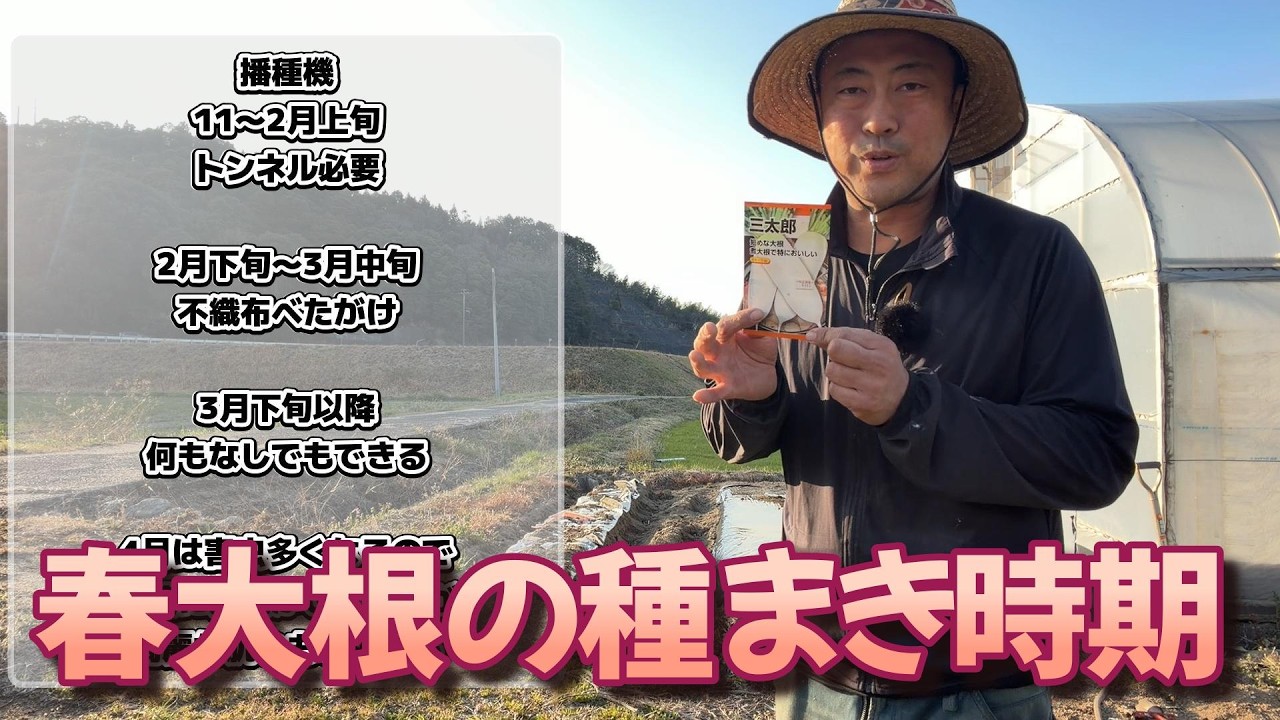 春大根、40.50日ぐらいで出来ちゃうよ