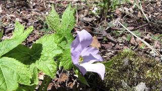 シラネアオイ（白根葵）