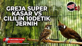 Download lagu 🔴 Live Masteran Pukulan Kasar Greja Tarung Super Kasar vs Tembakan Cililin Gacor Panjang Jernih mp3