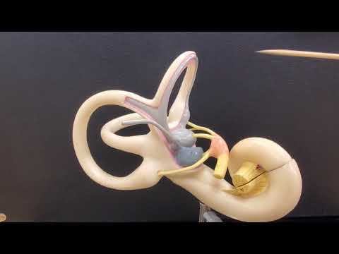 Professor Long - Ear Anatomy 2, Inner Ear