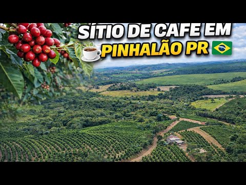 SÍTIO DE CAFÉ EM PINHALAO PARANÁ 60 MIL METROS 9 MIL PÉS DE CAFÉ R$ 750 MIL REAIS 