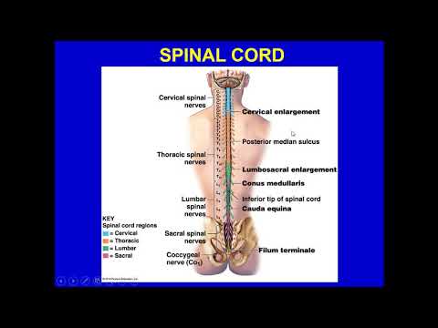 ANATOMY & PHYSIOLOGY-1-CHAPTER 12-SPINAL CORD, SPINAL NERVES, AND SPINAL REFLEXES