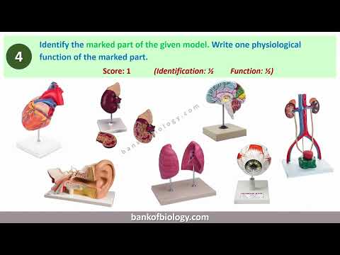 Plus 2 Zoology practical exam tips 2026