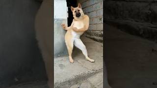 Download lagu dog Tum andar aa jao Mera Dost 😘#cat #shorts mp3