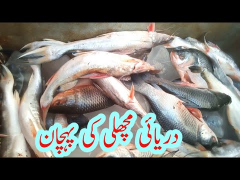 How to check fresh fish //  River fish vs Farm fish.