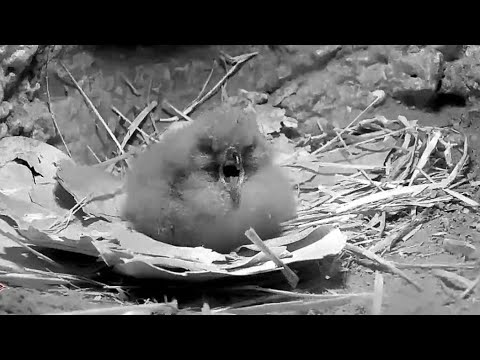 Bermuda Cahow | Mom leave baby alone in Nest first time | 27.02.2022