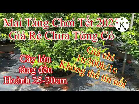 Mai Vàng Chơi Tết Giá Rẻ |P9| 0973979742 Tâm, Mai Tàng Thuần Chậu Giá Siêu Rẻ, Chỉ 1tr2/1c Quá Rẻ