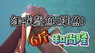 【海野人 Spearfishing 】6斤 台灣少見魚種尺寸 #自由潛水 #漁獵 #打魚 #夢幻魚 #石斑  #澎湖 #潛打 #趕海 #紅條 #鸚哥魚 #石老 #土魠魚 #石鯛 #秋姑 #紅喉盔魚