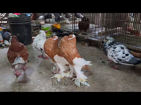 , title : '10 Most Beautiful Fancy Pigeons Collection | Pouter Pigeon Video | Exotic Fancy Pigeon Breeds'