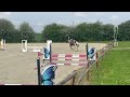 Joli hongre kwpn de 4 ans, +- 1m70, kwpn
