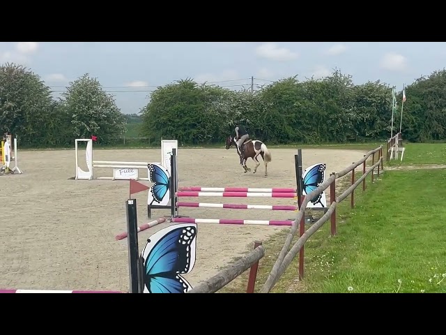 Joli hongre kwpn de 4 ans, +- 1m70, kwpn