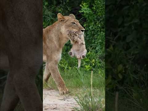 RIP The Last Ximhungwe | Legendary Lioness of Sabi Sands