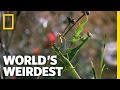 World's Weirdest - Deadly Praying Mantis Love ...