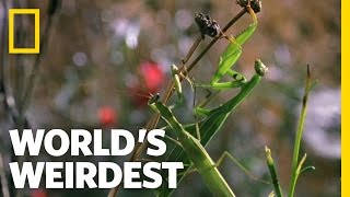Deadly Praying Mantis Love | World's Weirdest