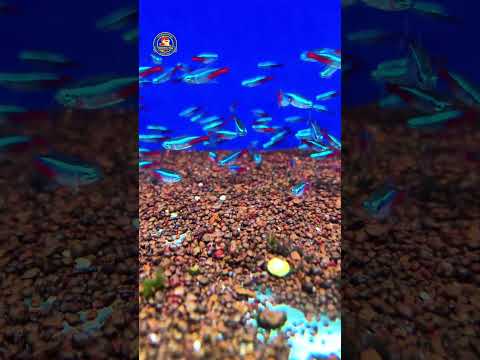 Video Thumb