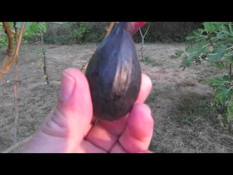 How to Tell When a Fig Is Ripe and Ready to Pick Video