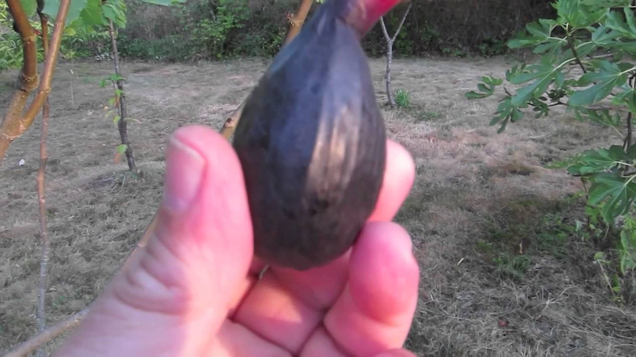 <h1 class=title>How to Tell When a Fig Is Ripe and Ready to Pick</h1>