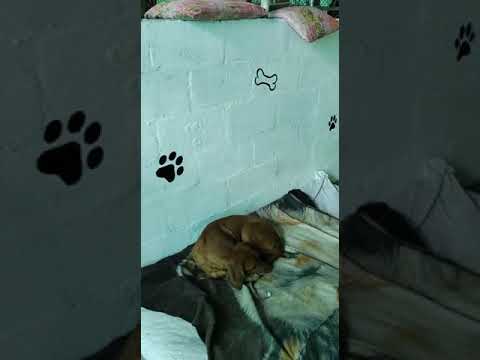 PERRERAS REFUGIO ÁNGELES DE SANTA BÁRBARA