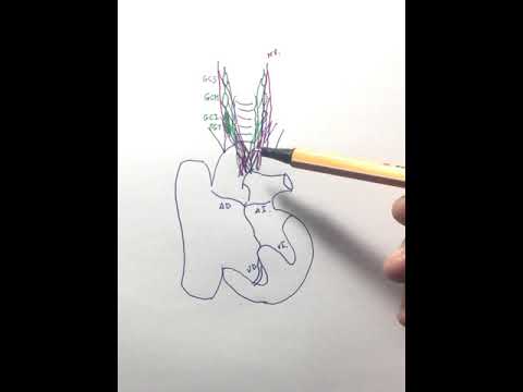 Anatomía de la inervación y sistema de conducción del corazón.