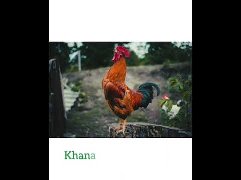 Chadsukra 2025 (Pynskem laloo & Chalet war)