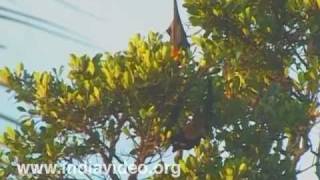 The Indian flying-fox