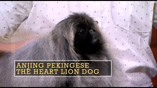 Anjing Pekingese, The Heart Lion Dog | HITAM PUTIH (04/01/19) Part 3