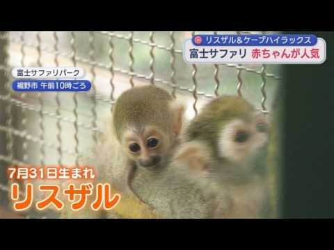 YouTube Video 富士サファリパークで動物の赤ちゃんが人気　リスザルやケープハイラックス