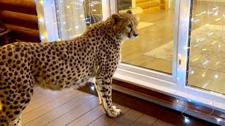 Герда разыскивает Месси на веранде в надежде что он ждёт её🥹