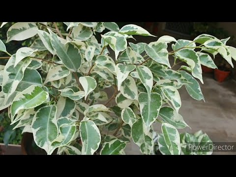 , title : 'Starlight Ficus//Ornamental Perinneal plant //Secret tips to grow//Care and Propagation'
