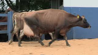 Vídeo 111 - 1ª ETAPA MEGA LIQUIDAÇÃO TOTAL AGROPECUÁRIA MARAJOARA - DIA 4 | GADO GIROLANDO E HOLANDÊS
