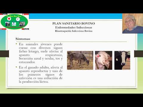 , title : 'Plan Sanitario Bovino para Enfermedades Infecciosas: Rinotraqueitis  Infecciosa Bovina'