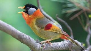 Download lagu BURUNG PANCAWARNA GACOR GEMERICIK AIR mp3 Download lagu BURUNG PANCAWARNA GACOR GEMERICIK AIR mp3