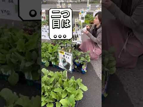 庭の地中海の低木、サルコポテリウム・スピノサムとげのある観賞用