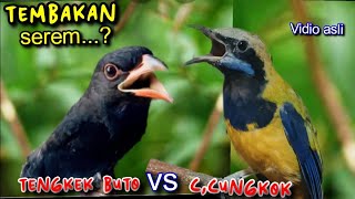Download lagu TEMBAKAN SEREM || CUCAK CUNGKOK VS TENGKEK BUTO mp3 Download lagu TEMBAKAN SEREM || CUCAK CUNGKOK VS TENGKEK BUTO mp3