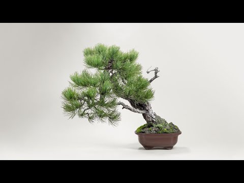 Second Repotting on a Ponderosa Pine Bonsai Tree