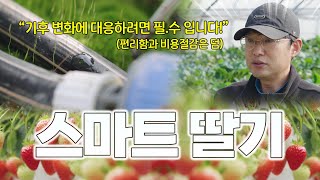 달마다 급변하는 기후변화에도 불구하고 고품질 딸기 다수확이 가능하다고?! 어떻게?? (네타핌 스마트팜)