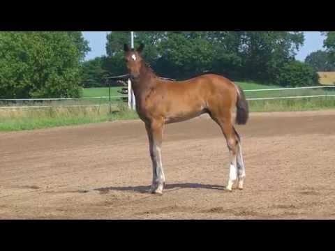 colt stallion Hengst Fohlen von Zinedine x Corrado II 2014