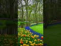The Largest Tulip Garden In The World Keukenhof Heaven Netherlands Tulip Gardenofeden Lisse