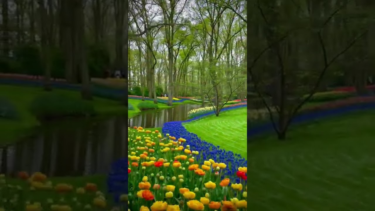 The Largest Tulip Garden in The World -🌏🌷#keukenhof #heaven #netherlands #tulip #gardenofeden #lisse