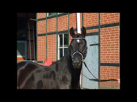 PAV NILS HOLGERSSON 2j. Hengst v. Nemax - Dornik B. VB 12.000,- Euro