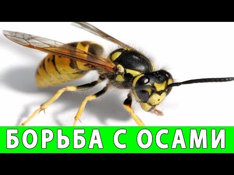 КАК ИЗБАВИТЬСЯ ОТ ОС НА ДАЧЕ