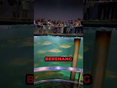 Alasan Akuarium Tuna Harus Berbentuk Lingkaran