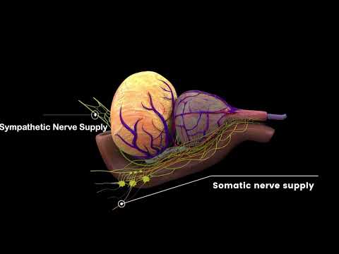 V10-01: A comprehensive review of Neuroanatomy, prostate anatomy and peri-prostatic structures
