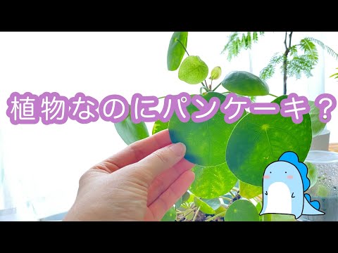 ピレア・ペペロミオイデスの吸盤を植え替えたほうがいいでしょうか？植物にはどんな土を使えばいいのでしょうか？  庭園