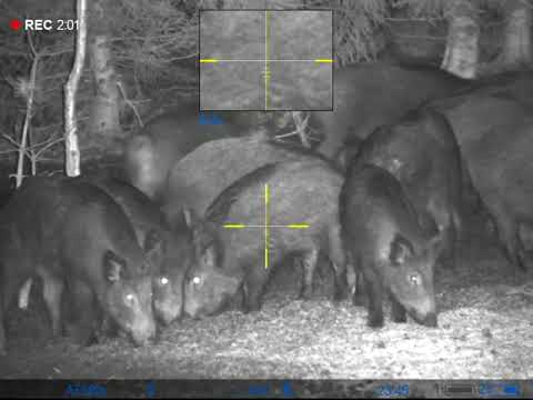 Åteljakt på vildsvin med Pulsar Digex N455.