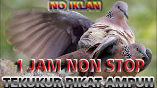 Download lagu SUARA PIKAT BURUNG TEKUKUR AMPUH lebih jernih Mp3 1 jam mp3