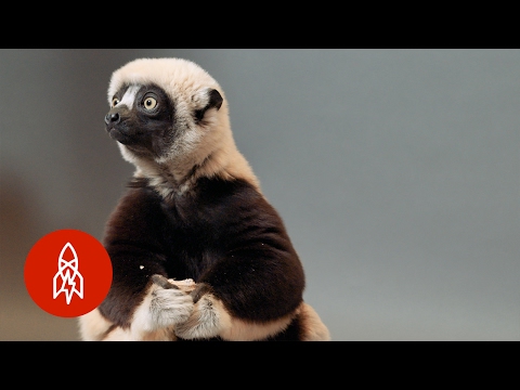 瀬戸際のジャンピングキツネザル。コクレルのシファカが生き残るためにホップする (A Jumping Lemur On The Brink: The Coquerel's Sifaka Hops For Survival)